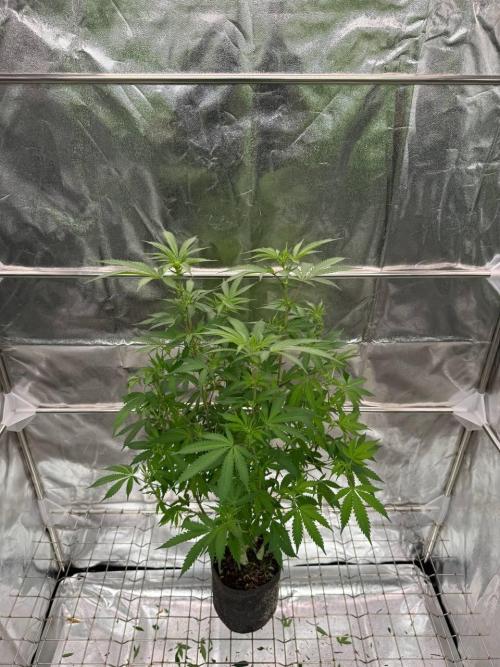 Exodus x Xkittlex REG. Week 12