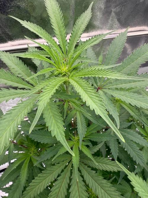 Exodus x Xkittlex REG. Week 12