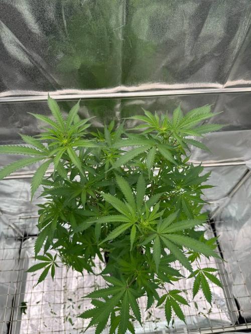 Exodus x Xkittlex REG. Week 12