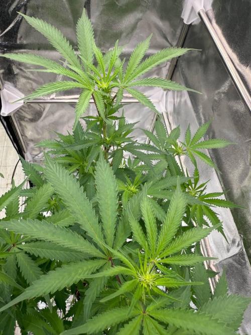 Exodus x Xkittlex REG. Week 12