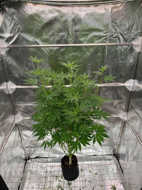 Zkittlez 3.0. Week 12