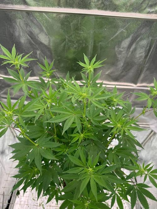 Zkittlez 3.0. Week 12