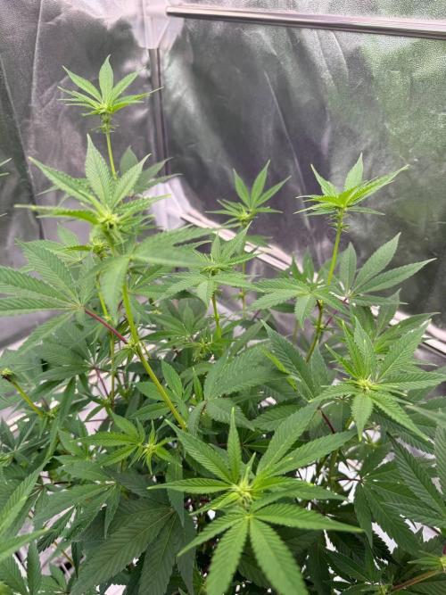 Zkittlez 3.0. Week 12