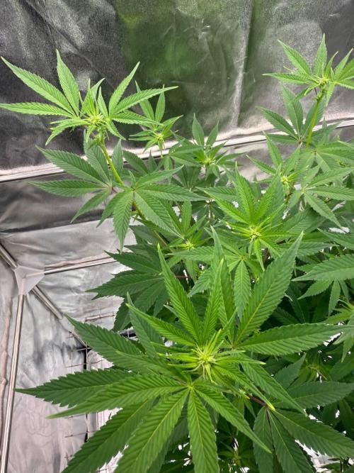 Zkittlez 3.0. Week 12