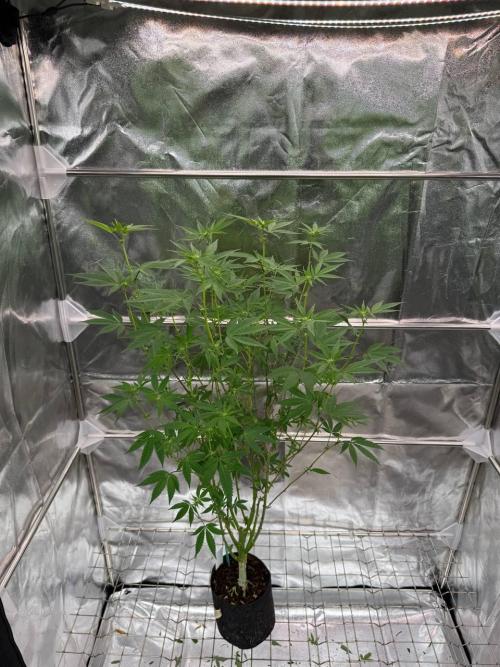 Zkittlez 3.0. Week 12