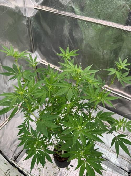 Zkittlez 3.0. Week 12