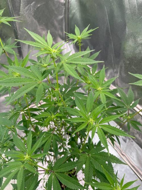 Zkittlez 3.0. Week 12