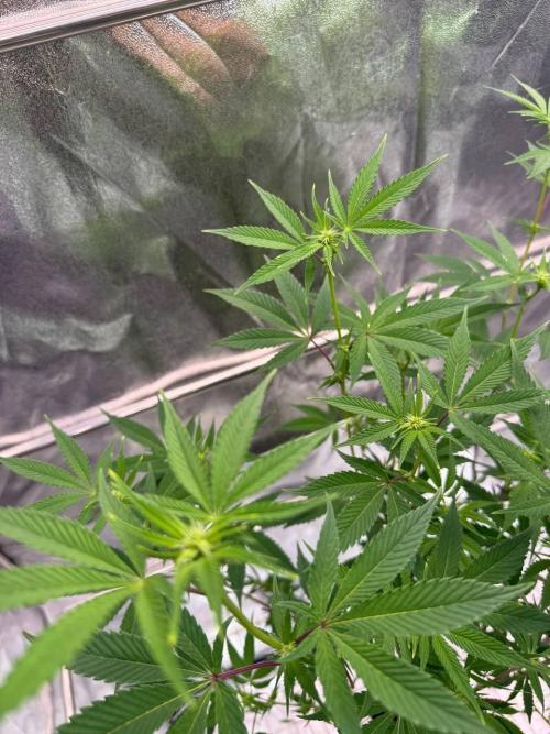 Zkittlez 3.0. Week 12