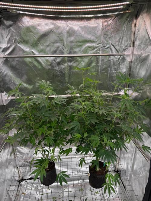 Wifi 43 x TMZ. Week 12