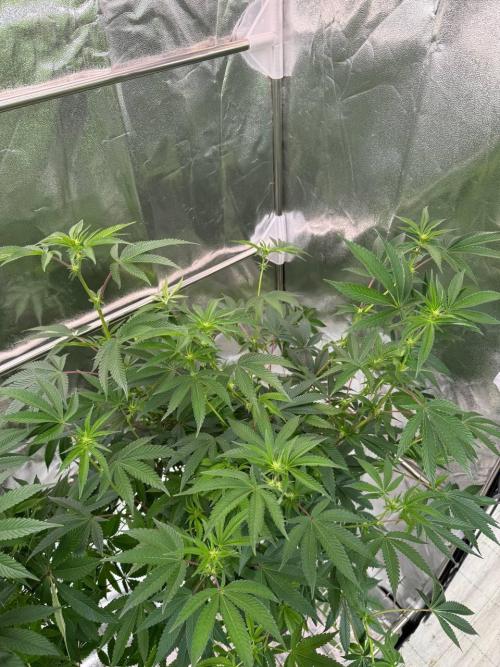 Wifi 43 x TMZ. Week 12