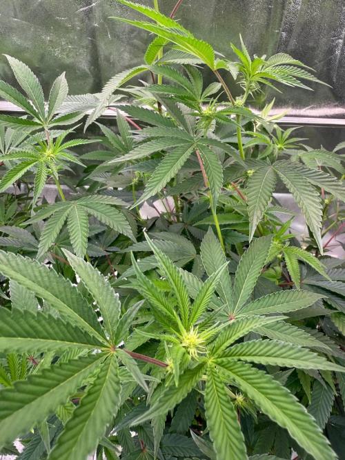 Wifi 43 x TMZ. Week 12