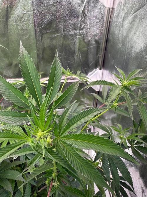 Wifi 43 x TMZ. Week 12