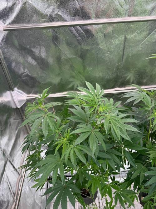 Wifi 43 x TMZ. Week 12