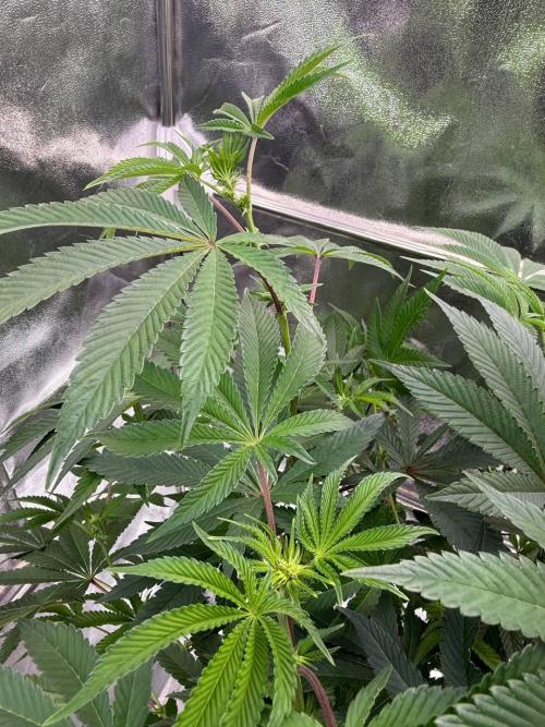 Wifi 43 x TMZ. Week 12