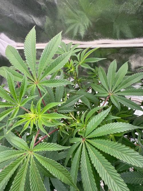 Wifi 43 x TMZ. Week 12