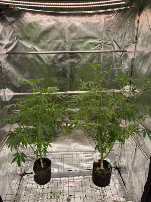 Wifi 43 x TMZ. Week 12