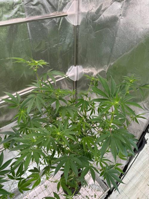 Wifi 43 x TMZ. Week 12