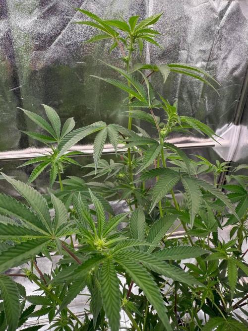 Wifi 43 x TMZ. Week 12