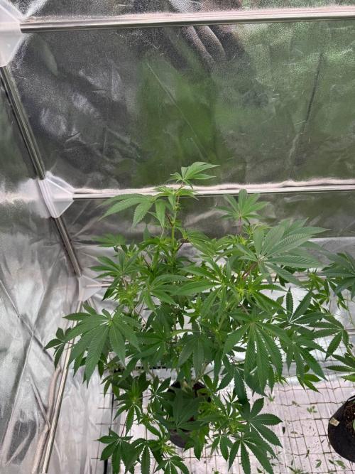 Wifi 43 x TMZ. Week 12