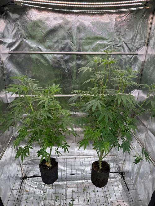 Blue Nerds x TMZ. Week 12