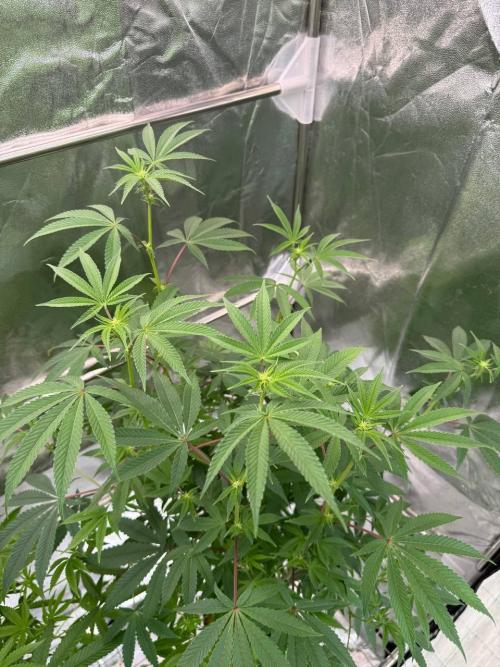 Blue Nerds x TMZ. Week 12