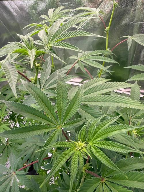 Blue Nerds x TMZ. Week 12