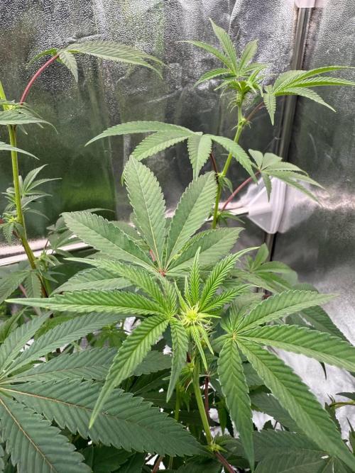 Blue Nerds x TMZ. Week 12