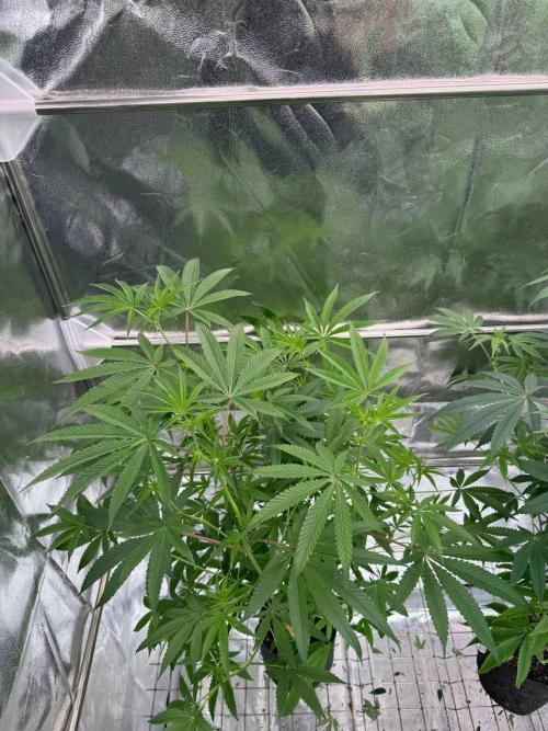 Blue Nerds x TMZ. Week 12