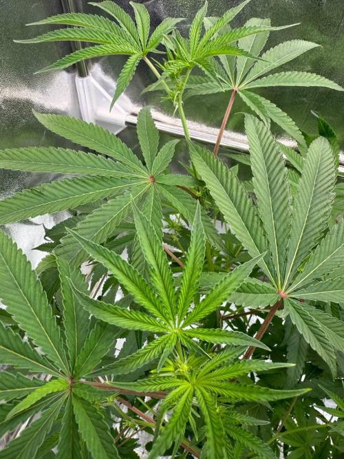 Blue Nerds x TMZ. Week 12