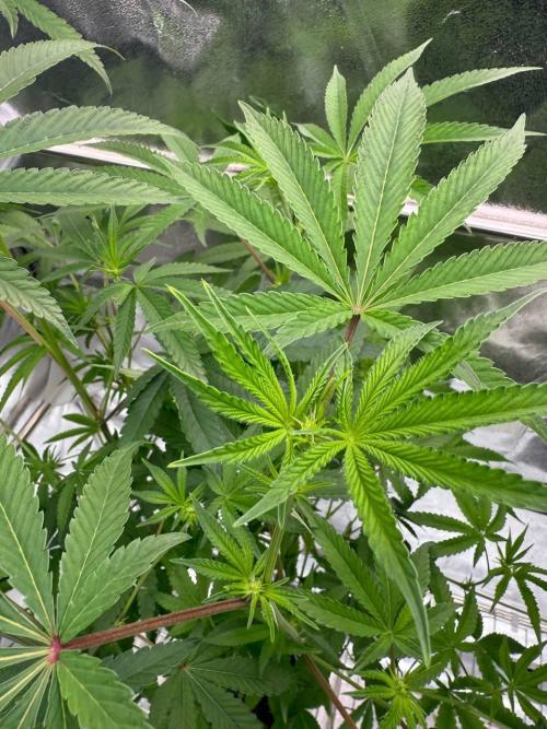 Blue Nerds x TMZ. Week 12