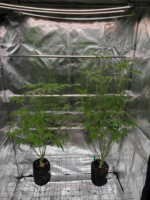 Blue Nerds x TMZ. Week 12