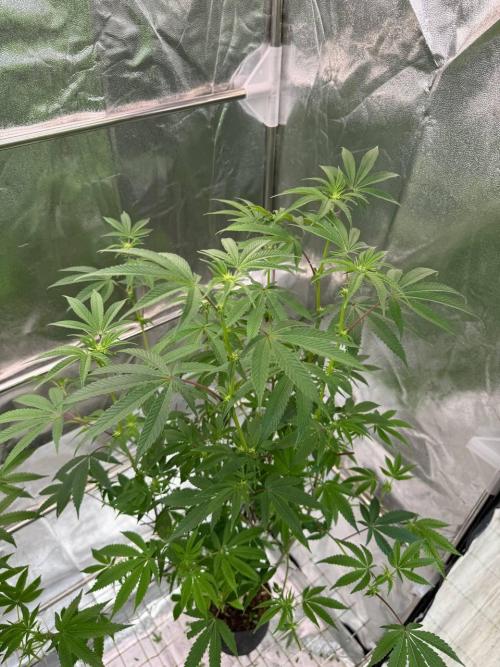 Blue Nerds x TMZ. Week 12