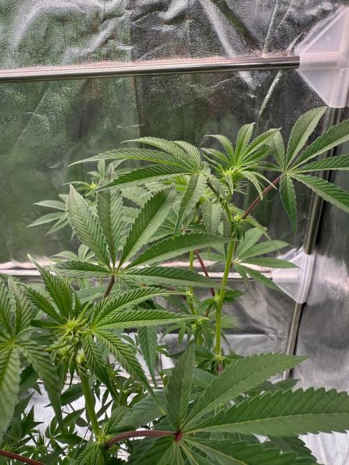 Blue Nerds x TMZ. Week 12