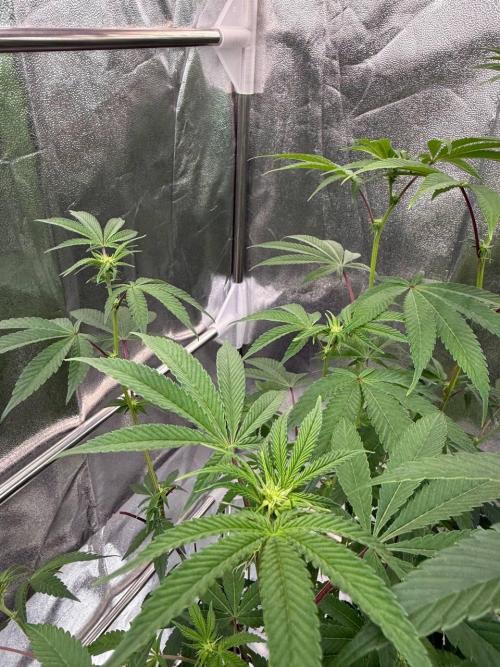 Blue Nerds x TMZ. Week 12