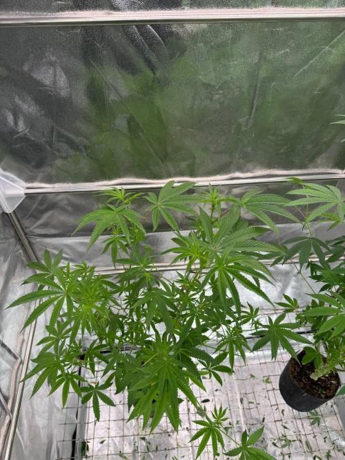 Blue Nerds x TMZ. Week 12