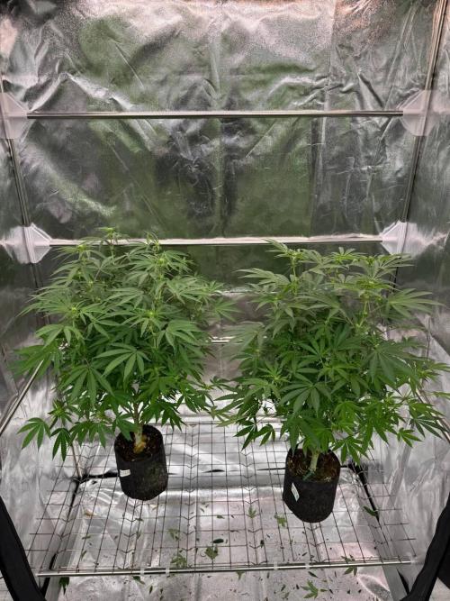 Too Much Papaya REG. Week 12