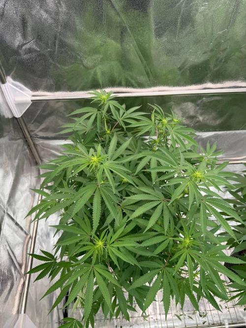 Too Much Papaya REG. Week 12