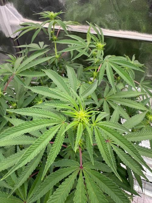 Too Much Papaya REG. Week 12