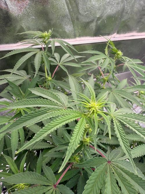 Too Much Papaya REG. Week 12