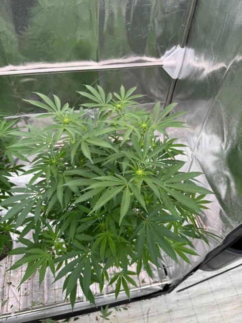 Too Much Papaya REG. Week 12