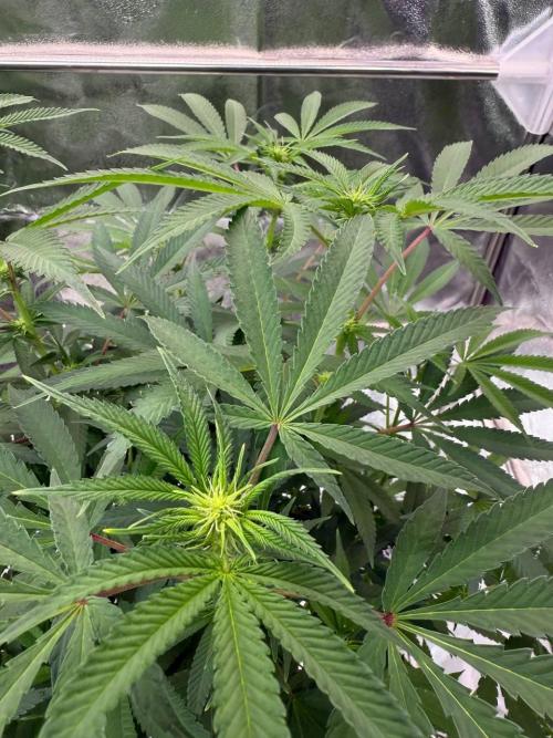 Too Much Papaya REG. Week 12