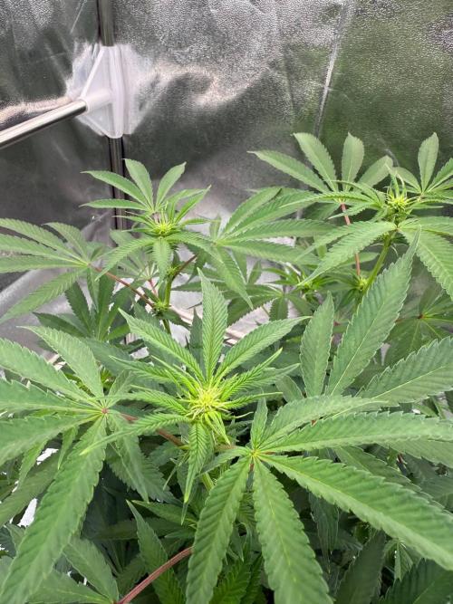 Too Much Papaya REG. Week 12