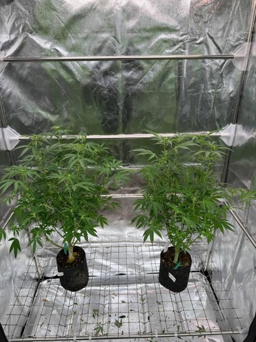 Too Much Papaya REG. Week 12