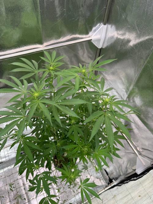 Too Much Papaya REG. Week 12