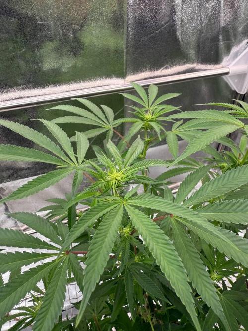 Too Much Papaya REG. Week 12