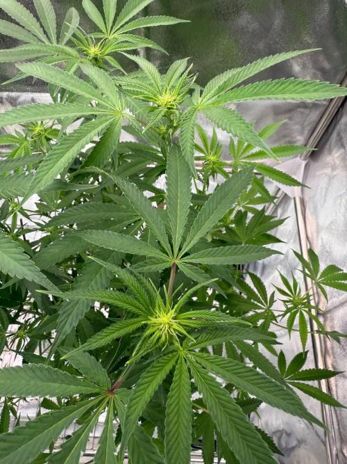 Too Much Papaya REG. Week 12