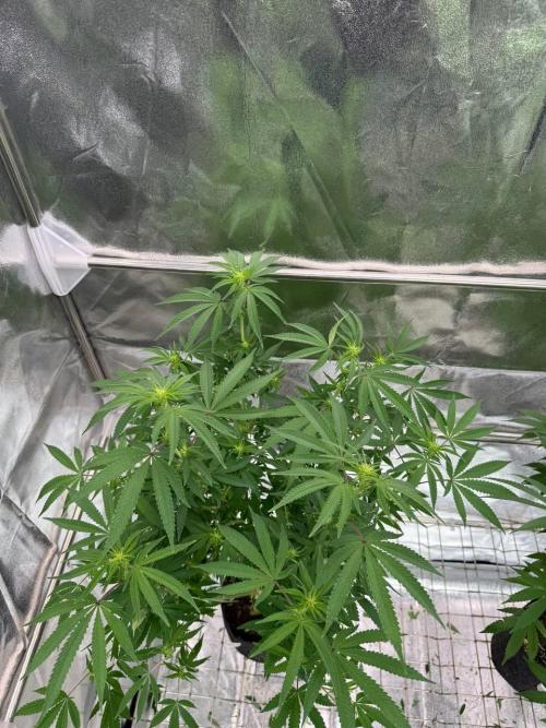 Too Much Papaya REG. Week 12