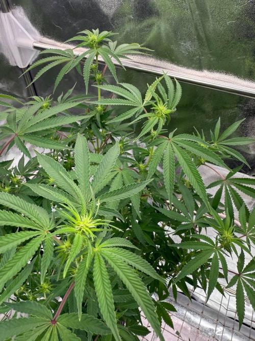 Too Much Papaya REG. Week 12