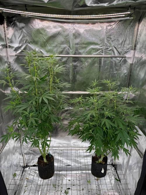 Rainbow Guava #5 x TMZ. Week 12