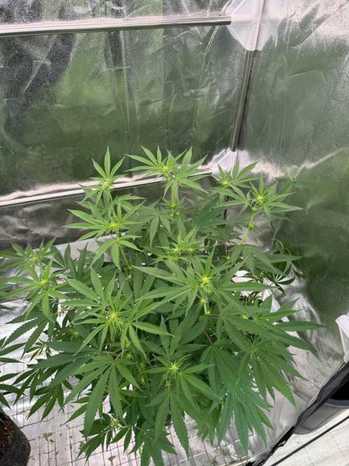 Rainbow Guava #5 x TMZ. Week 12